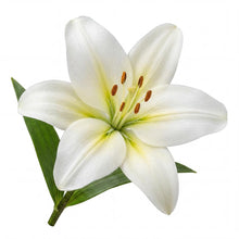 Load image into Gallery viewer, OpenPlantData Lilium Gwenn
