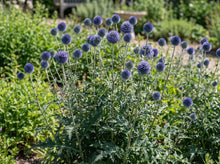Load image into Gallery viewer, OpenPlantData Echinops ritro Veitchs Blue
