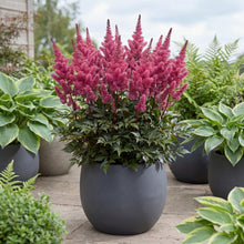 Load image into Gallery viewer, OpenPlantData Astilbe Maggie Daley
