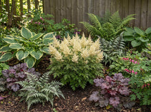 Load image into Gallery viewer, OpenPlantData Aruncus Sparkles
