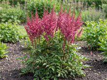 Load image into Gallery viewer, OpenPlantData Astilbe Maggie Daley
