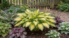 Load image into Gallery viewer, OpenPlantData Hosta Forbidden Fruit

