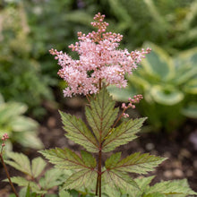 Load image into Gallery viewer, OpenPlantData Filipendula Wbprest
