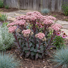 Load image into Gallery viewer, OpenPlantData Hylotelephium Matrona
