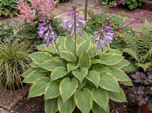 Load image into Gallery viewer, OpenPlantData Hosta Golden Tiara
