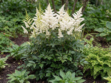 Load image into Gallery viewer, OpenPlantData Astilbe Washington
