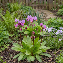 Load image into Gallery viewer, OpenPlantData Primula meadia

