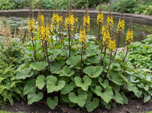 Load image into Gallery viewer, OpenPlantData Ligularia The Rocket
