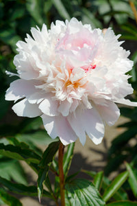 Alertie (Herbaceous/Mid to Late Season Bloom)