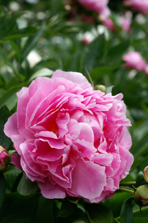 Alexander Fleming (Herbaceous/Mid Season Bloom)