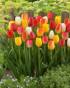 Tulip Blend Mixture Artist's Pallete 23017212
