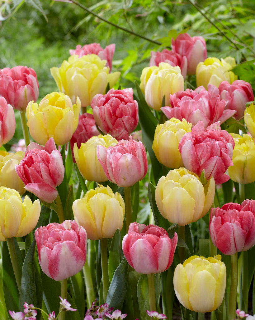 Tulip Blend Mixture Ballroom Dance 25527212