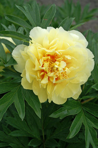 Bartzella (ITOH/Mid to Late Season Bloom)