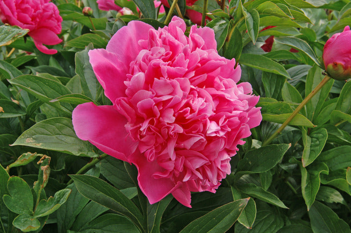 Best Man (Herbaceous/Mid Season Bloom)