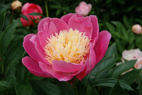 Bowl of Beauty (Herbaceous/Mid Season Bloom)
