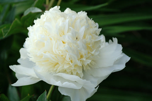 Charles White (Herbaceous/Early Season Bloom)