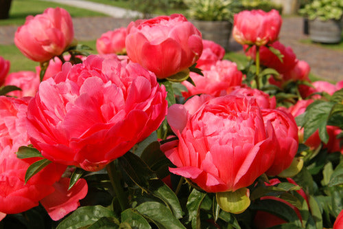 Coral Sunset (Herbaceous/Mid Season Bloom)