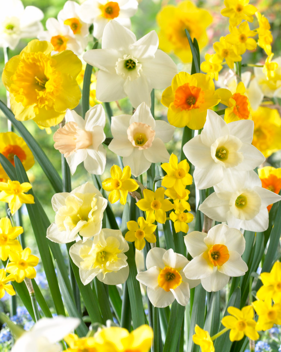 Daffodil Blends & Mixtures Fragrant Meadow 18075512