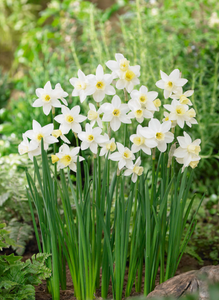 Daffodil Miniature - Sailboat 44057212