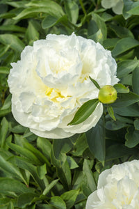 Duchesse de Nemours (Herbaceous/Early Season Bloom)