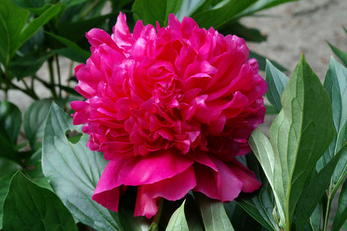 Felix Crousse (Herbaceous/Mid to Late Season Bloom)