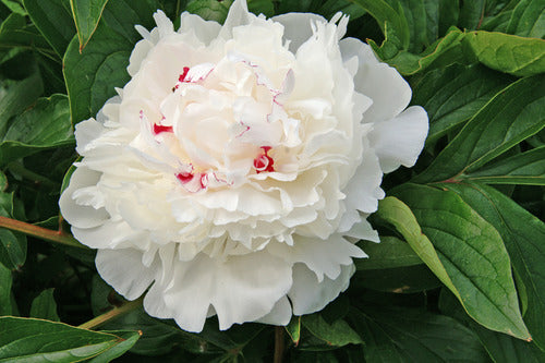 Festiva Maxima (Herbaceous/Early Season Bloom)