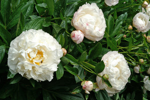 Gardenia (Herbaceous/Early to Mid Season Bloom)