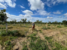 Load image into Gallery viewer, STARTING A CHESTNUT FARM CONSULT
