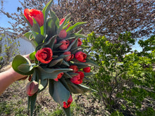 Load image into Gallery viewer, BULB, PEONY PERENNIAL VARIETAL CONSULT
