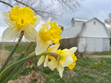 Load image into Gallery viewer, BULB, PEONY PERENNIAL VARIETAL CONSULT
