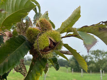 Load image into Gallery viewer, EXTRA Large Chestnutty Box - 25 lbs Whole Raw Fresh Chestnuts
