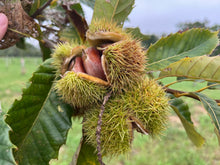 Load image into Gallery viewer, EXTRA Large Chestnutty Box - 25 lbs Whole Raw Fresh Chestnuts
