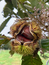 Load image into Gallery viewer, EXTRA Large Chestnutty Box - 25 lbs Whole Raw Fresh Chestnuts
