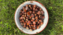 Load image into Gallery viewer, Itty Bitty Chestnutty Box - 3 lbs Whole Raw Fresh Chestnuts
