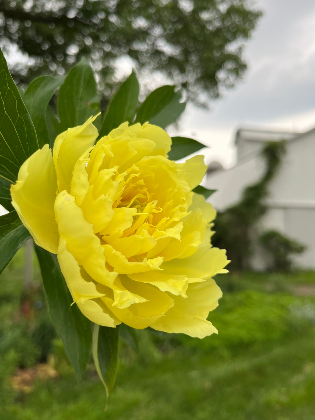 Bartzella (ITOH/Mid to Late Season Bloom)