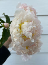 Load image into Gallery viewer, Gardenia (Herbaceous/Early to Mid Season Bloom)
