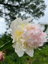 Load image into Gallery viewer, Raspberry Sundae (Herbaceous/Mid Season Bloom)
