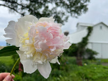Load image into Gallery viewer, Raspberry Sundae (Herbaceous/Mid Season Bloom)
