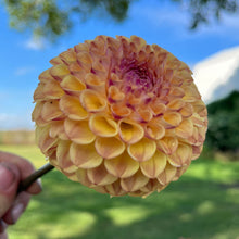 Load image into Gallery viewer, Ferncliff Spice Tuber
