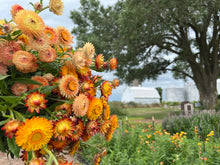 Load image into Gallery viewer, 2024 CSA Exclusive You-Pick Unlimited Flowers Club

