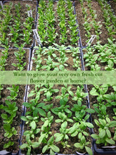 Load image into Gallery viewer, 2024 CSA Seedlings for Summer Cutting Garden Share
