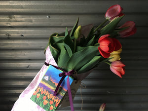 2024 CSA Exclusive You-Pick Tulips
