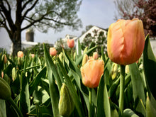 Load image into Gallery viewer, BULB, PEONY PERENNIAL VARIETAL CONSULT
