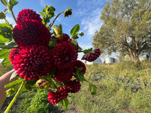 Load image into Gallery viewer, Cornel Dahlia Tuber Clump
