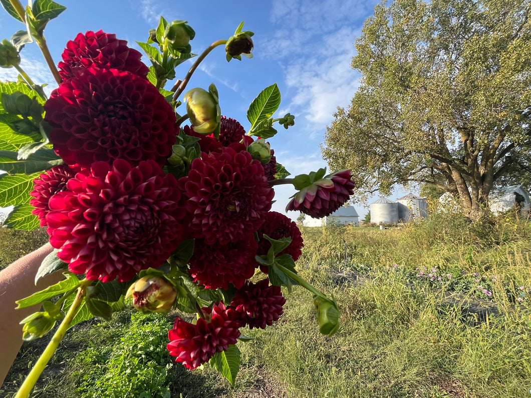 Cornel Dahlia Tuber Clump