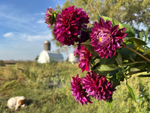 Load image into Gallery viewer, Diva Dahlia Tuber Clump
