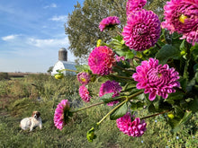 Load image into Gallery viewer, Isabel Dahlia Tuber Clump
