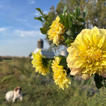 Load image into Gallery viewer, Miss Amara Tuber
