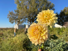 Load image into Gallery viewer, Miss Amara Tuber Clump
