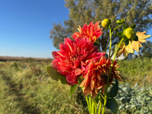 Load image into Gallery viewer, Punkin&#39; Spice Dahlia Tuber Clump
